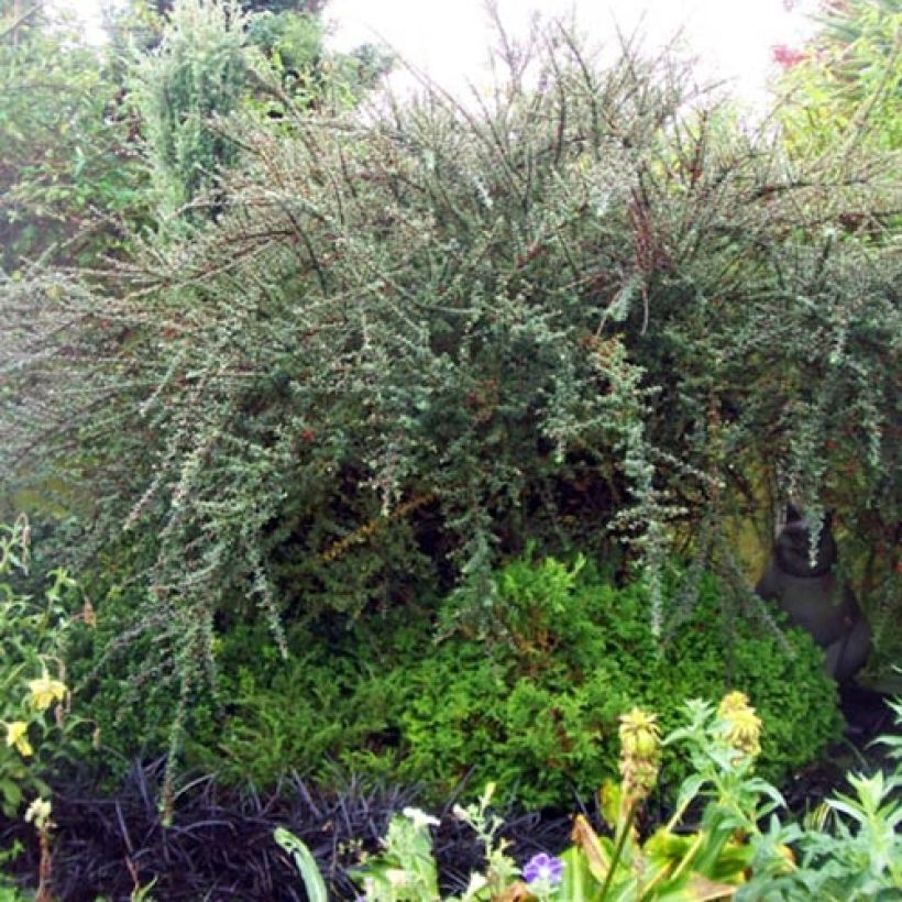 Cotoneaster integrifolius (Porte)