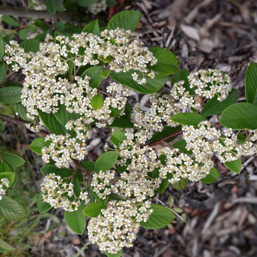 Cotoneaster lacteus (Floración)