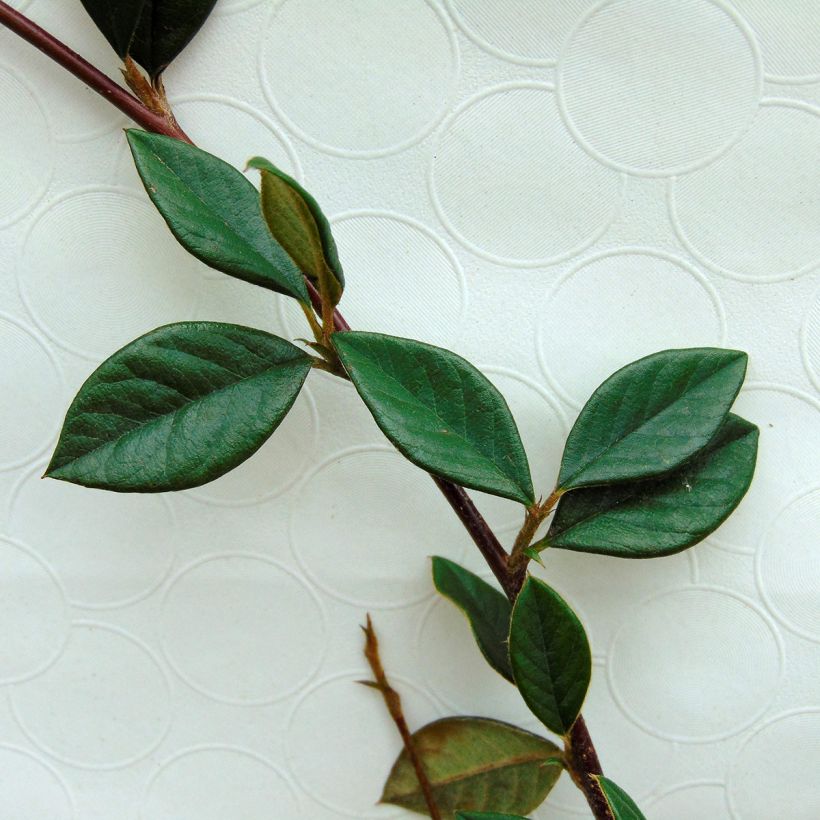 Cotoneaster lacteus (Follaje)