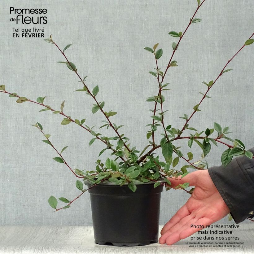 Cotoneaster lacteus - Cotonéaster laiteux en pot de 2/3L Ejemplar entregado en invierno