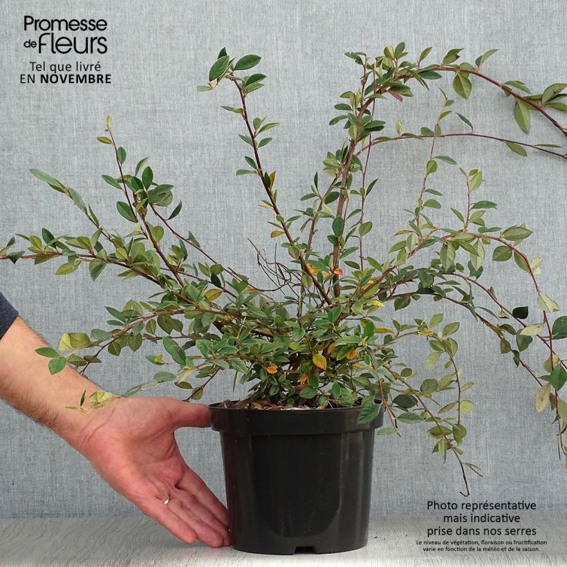 Ejemplar de Cotoneaster lacteus - Cotonéaster laiteux en pot de 2/3L entregado en otoño