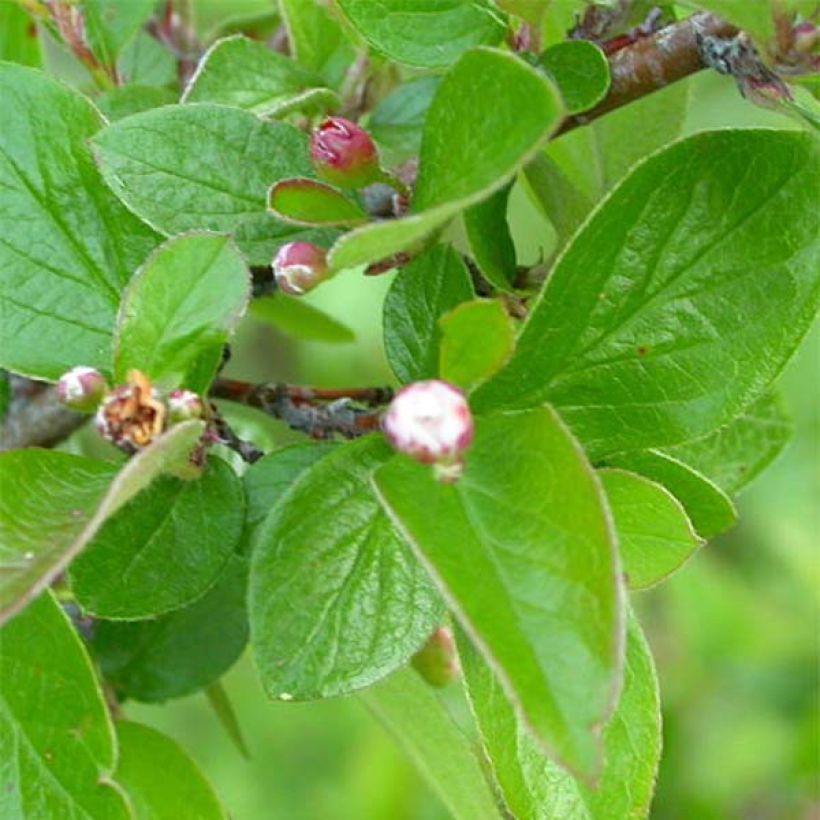 Cotoneaster lucidus (Follaje)