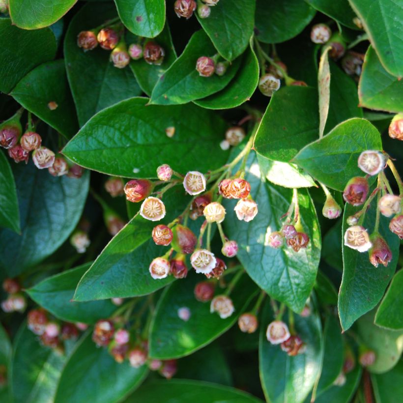 Cotoneaster lucidus (Floración)