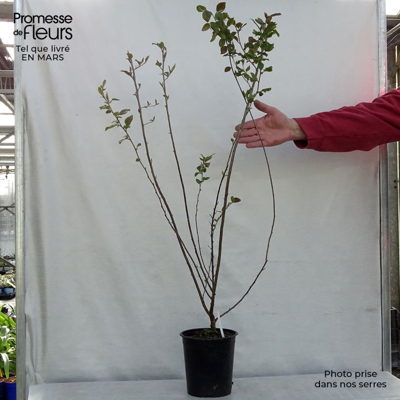 Cotoneaster lucidus  Pot de 2L/3L Ejemplar entregado en invierno