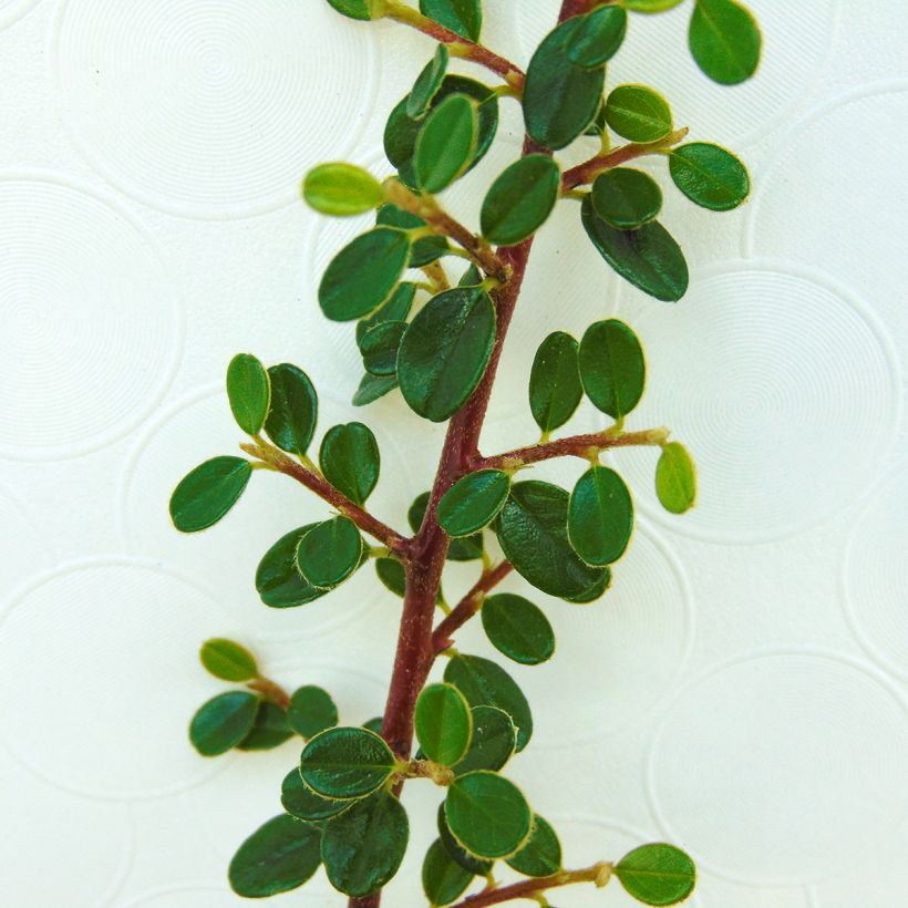 Cotoneaster microphyllus (Follaje)