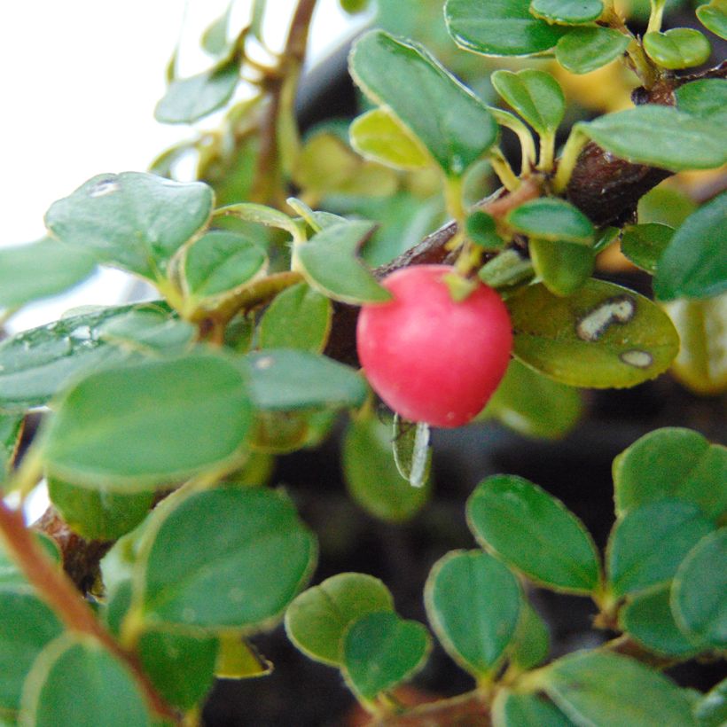 Cotoneaster microphyllus (Cosecha)