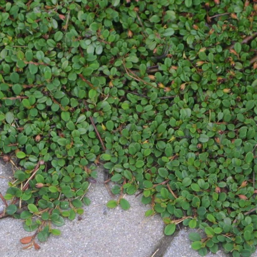 Cotoneaster procumbens Streibs Findling (Porte)