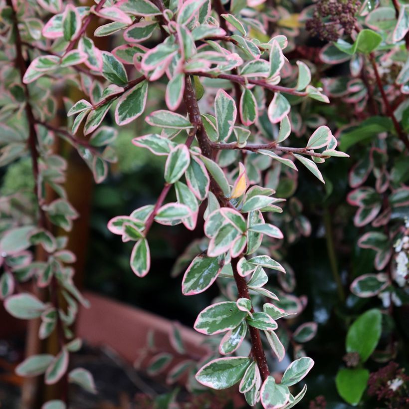 Cotoneaster suecicus Juliette (Follaje)