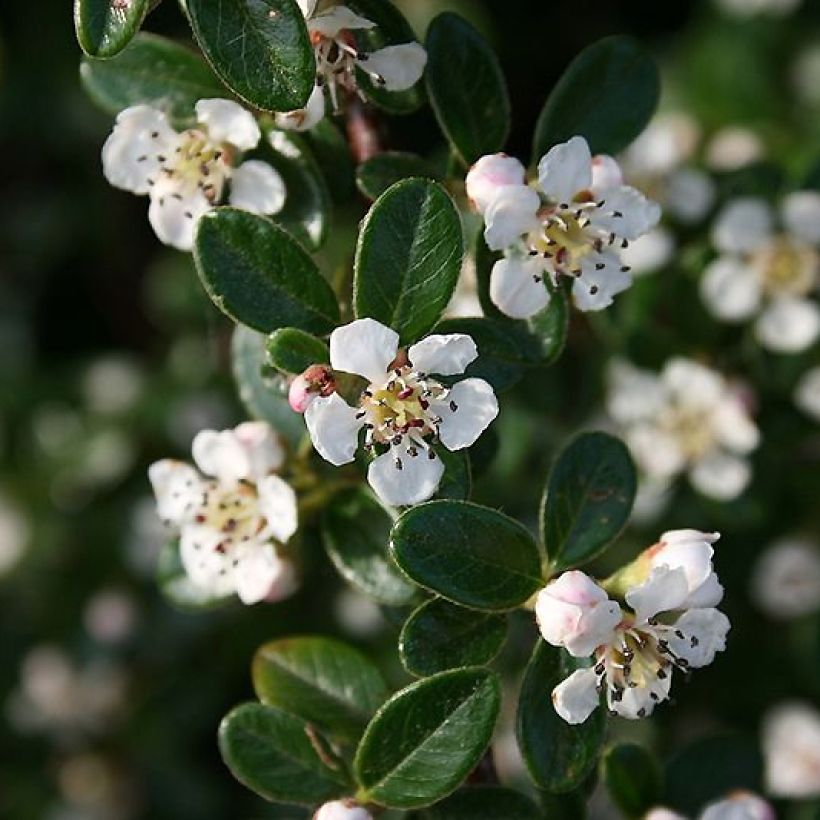 Cotoneaster dammeri Mooncreeper (Floración)