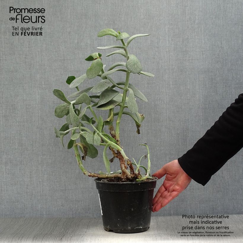 Cotyledon orbiculata Gray - Plante grasse Pot de 3L/4L Ejemplar entregado en invierno