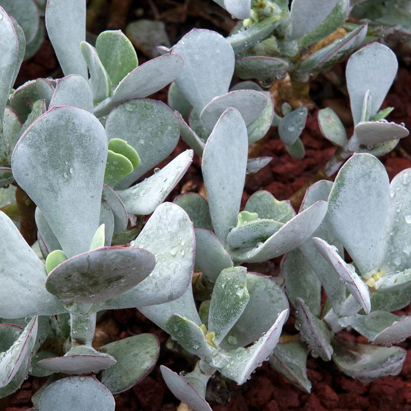 Cotyledon orbiculata Gray (Follaje)