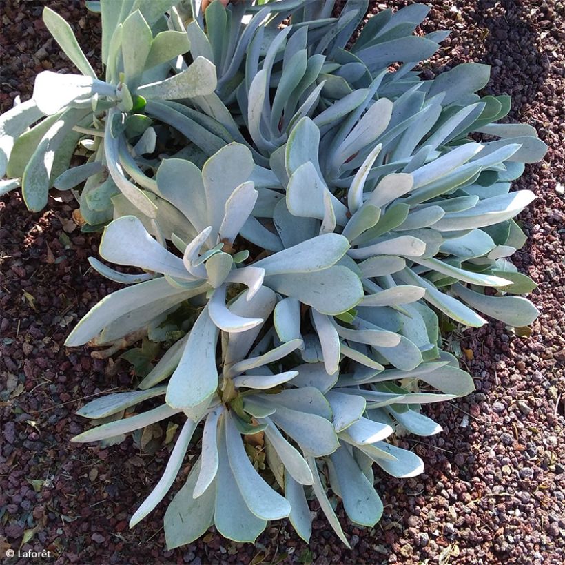 Cotyledon orbiculata Gray (Porte)