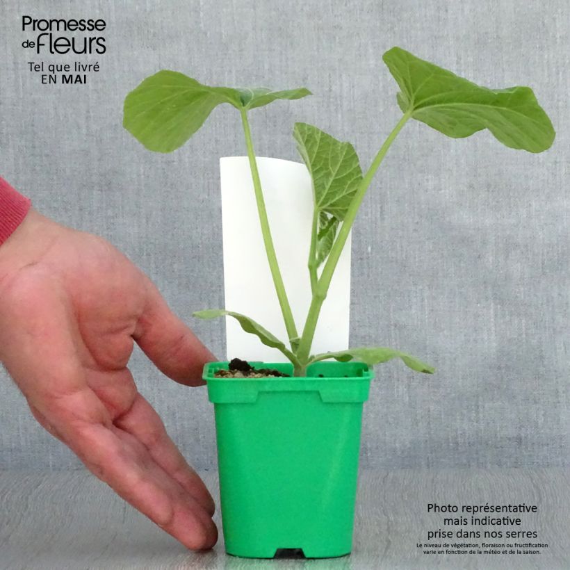 Courge Butternut Sibelle F1 en plants Pot de 10 cm/11cm Ejemplar entregado en la primavera