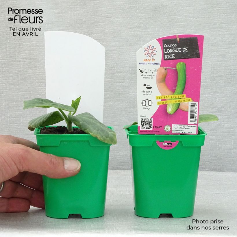 Courge Longue de Nice en plants Pot de 10,5 cm Ejemplar entregado en la primavera