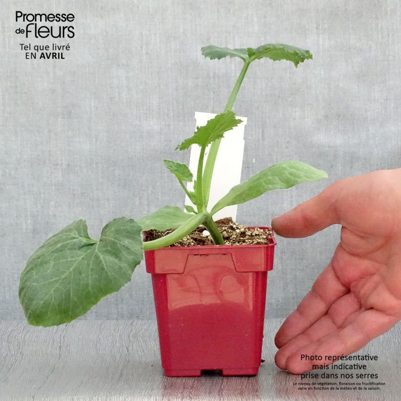 Courgette Diamant F1 en plants Pot de 10 cm/11cm Ejemplar entregado en la primavera