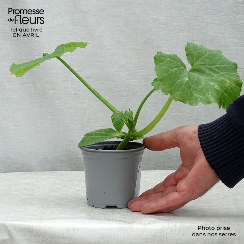 Courgette Easy Pick Green F1 en pot de 10,5 cm Ejemplar entregado en la primavera