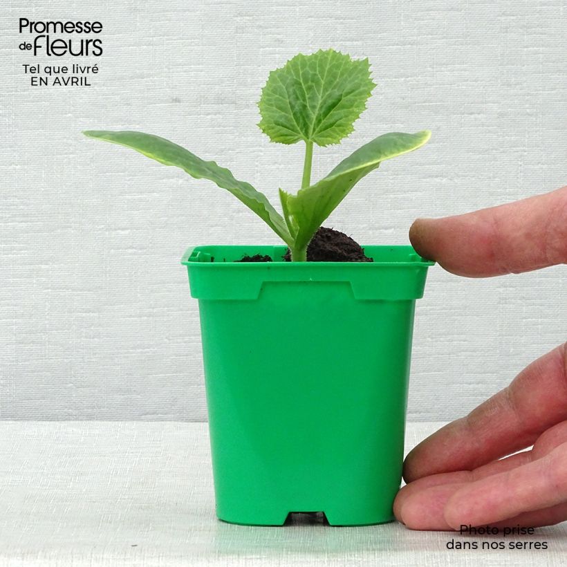 Courgette Floridor F1 en plants Pot de 10,5 cm Ejemplar entregado en la primavera