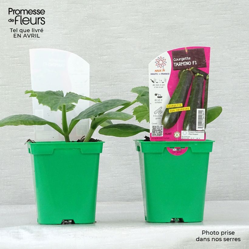 Courgette Tarmino F1 en pot de 10 cm Ejemplar entregado en la primavera