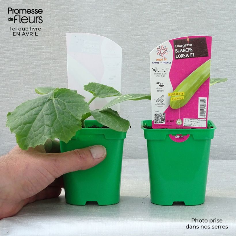 Courgette blanche Lorea F1 en pot de 10 cm Ejemplar entregado en la primavera