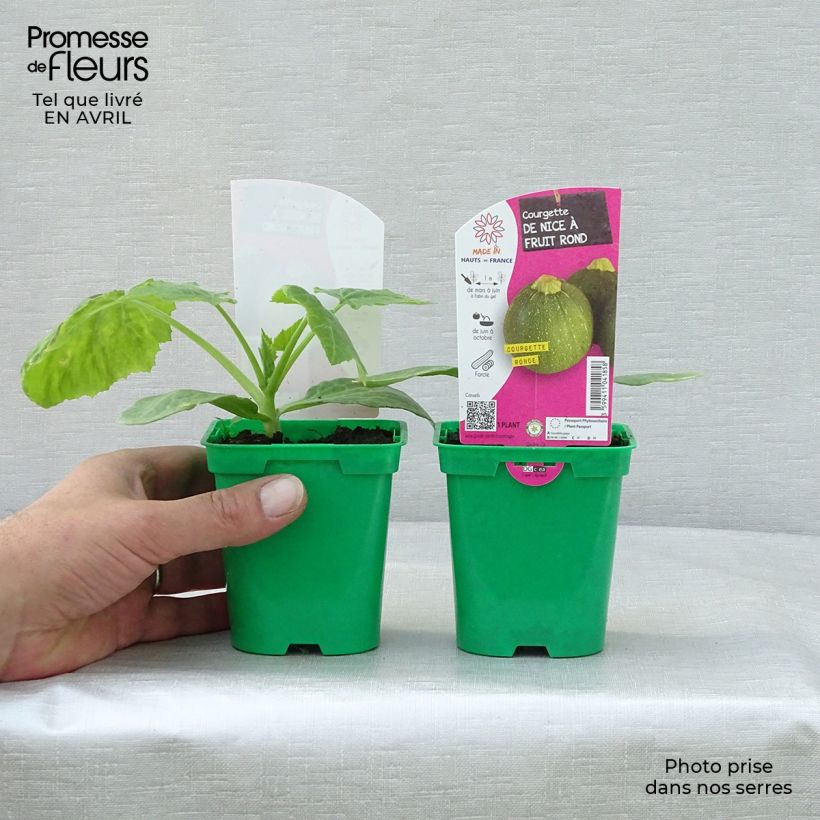 Courgette ronde de Nice F1 en pot de 10 cm - Cucurbita pepo Ejemplar entregado en la primavera