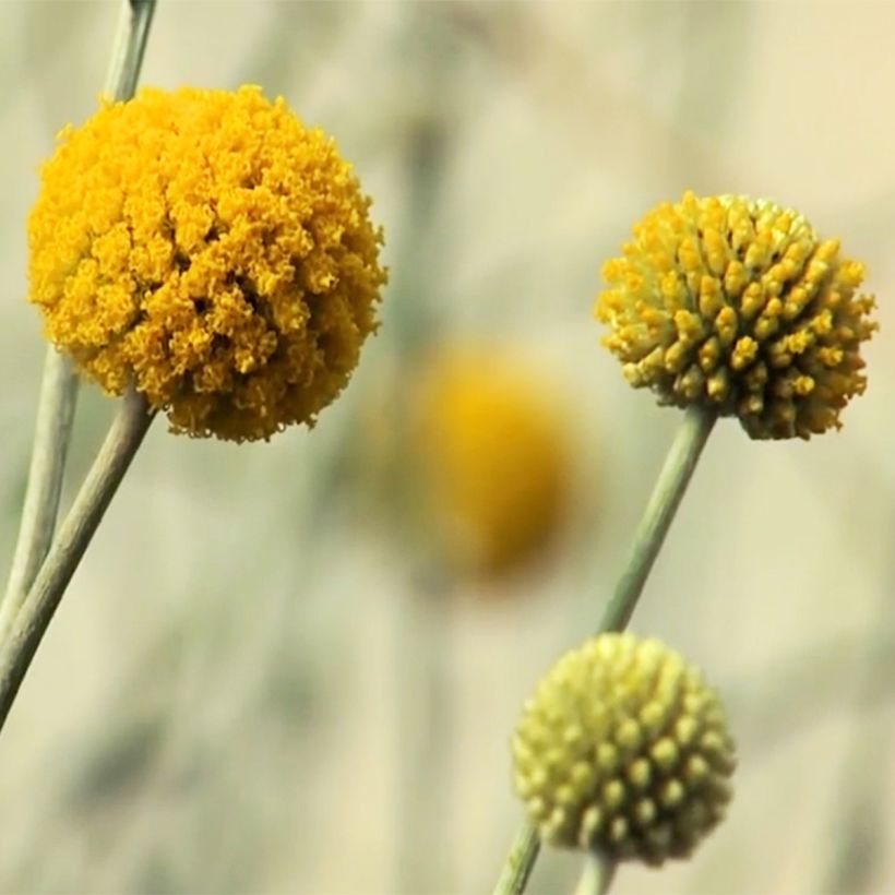 Craspedia globosa (Floración)