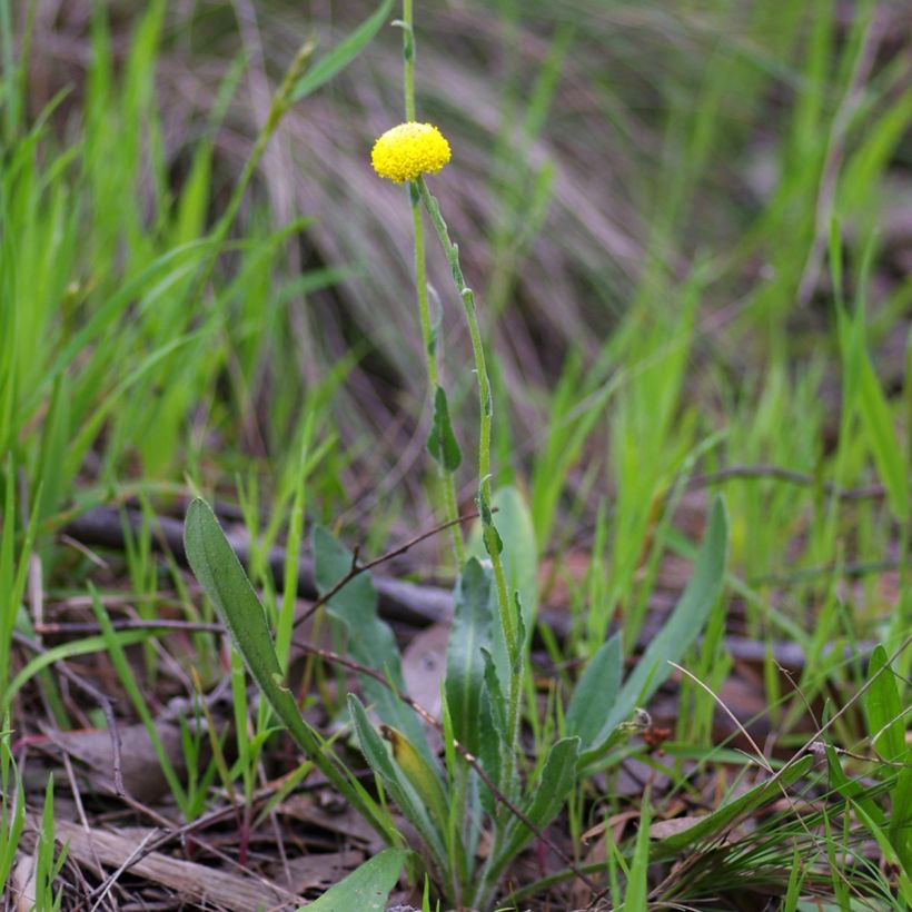 Craspedia globosa (Porte)