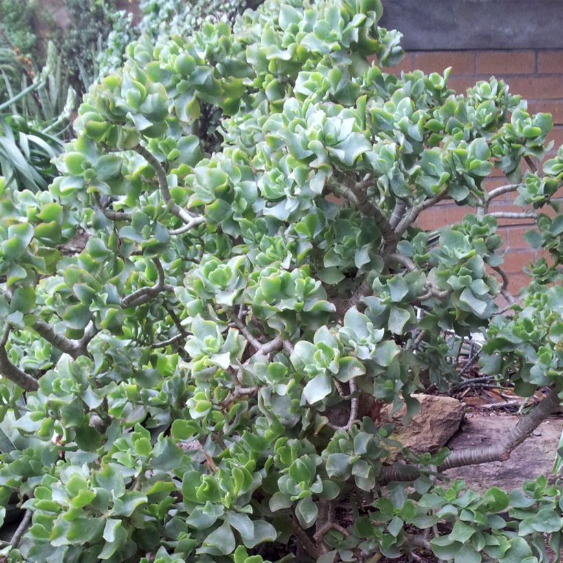 Crassula arborescens Curly Grey (Porte)