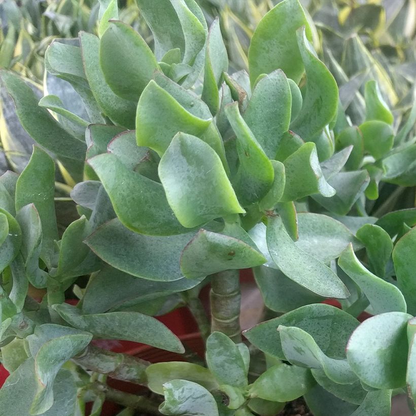 Crassula arborescens Curly Grey (Follaje)