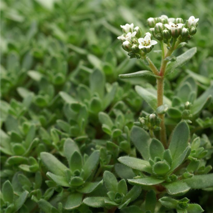 Crassula exilis subsp. sedifolia (Follaje)