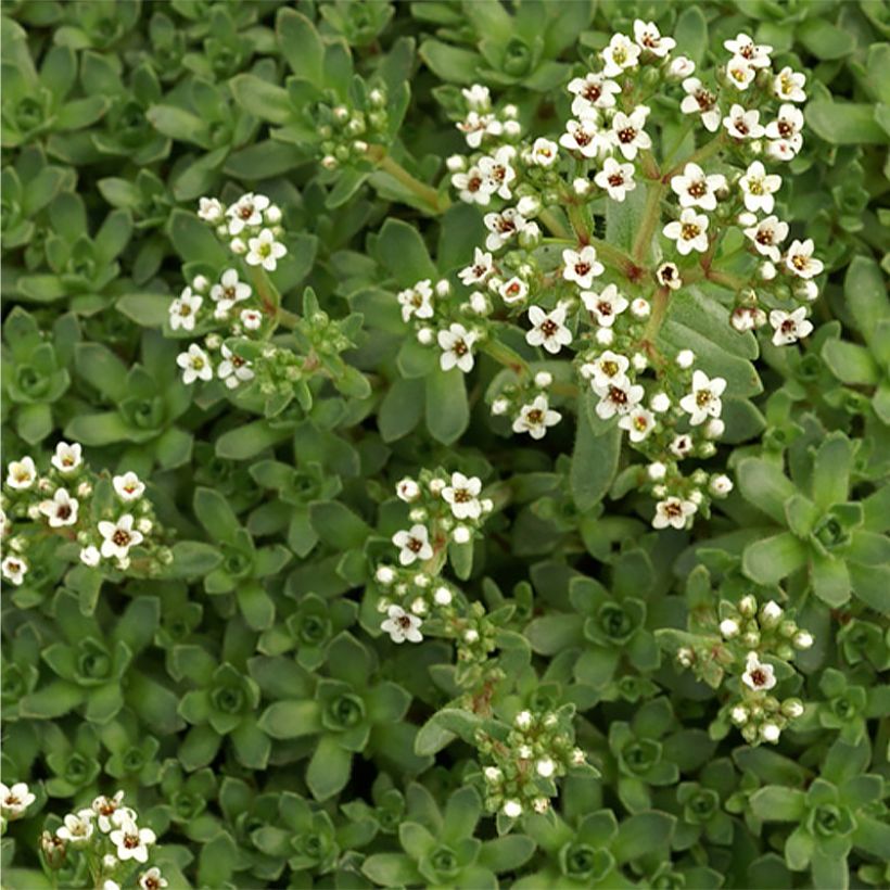 Crassula exilis subsp. sedifolia (Floración)