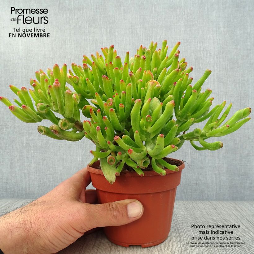 Ejemplar de Crassula ovata Hobbit Pot de 13 cm entregado en otoño