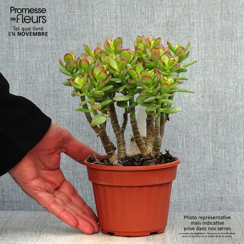 Ejemplar de Crassula ovata Minor Pot de 13 cm entregado en otoño