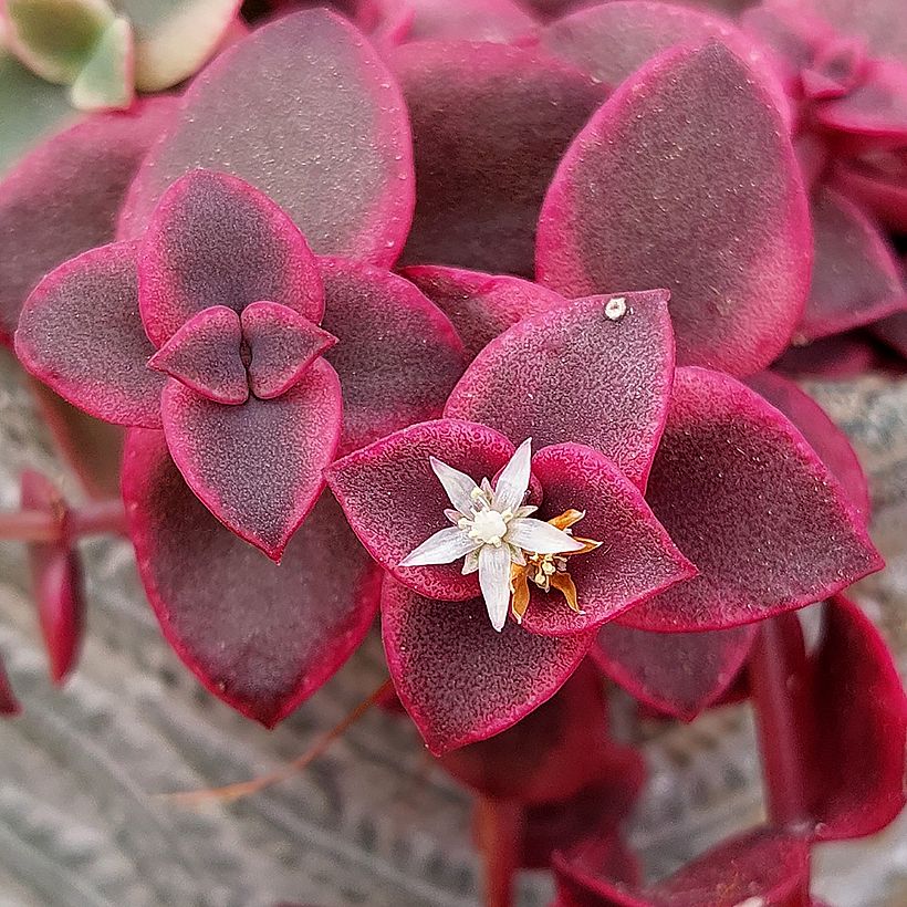 Crassula pellucida subsp. marginalis (Floración)