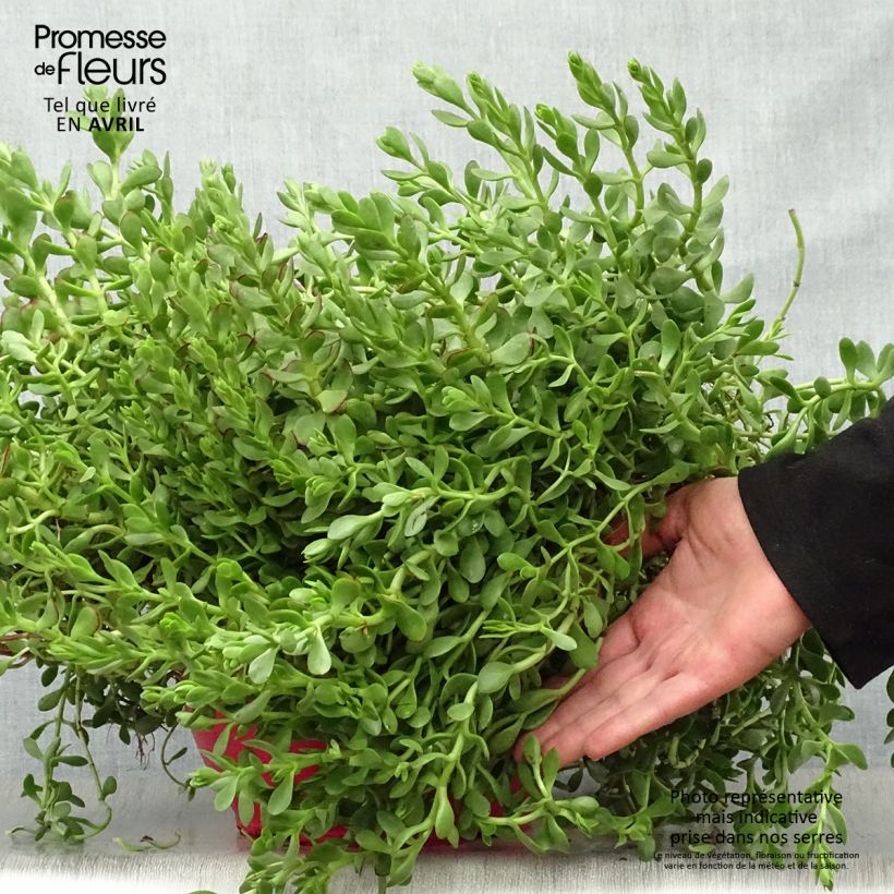 Crassula radicans Small Red - Carpette rouge Pot de 2L/3L Ejemplar entregado en la primavera