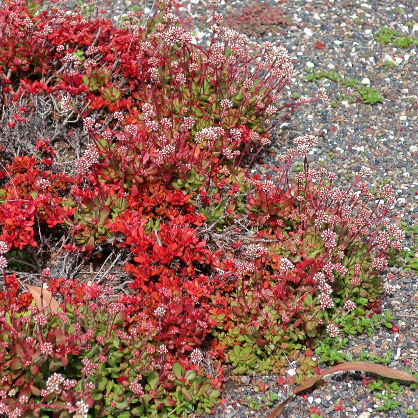 Crassula pubescens subsp. radicans Small Red (Porte)