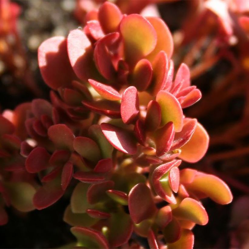 Crassula pubescens subsp. radicans Small Red (Follaje)