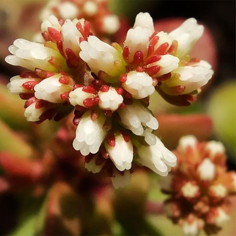 Crassula pubescens subsp. radicans Small Red (Floración)