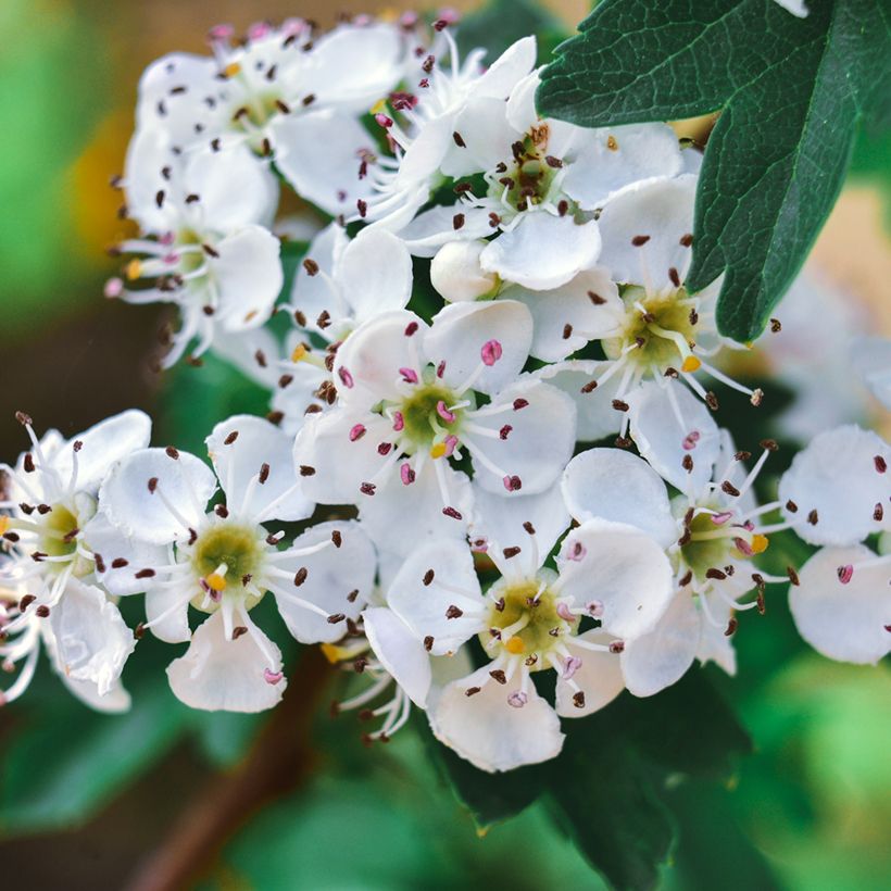 Acerolo - Crataegus azarolus (Floración)