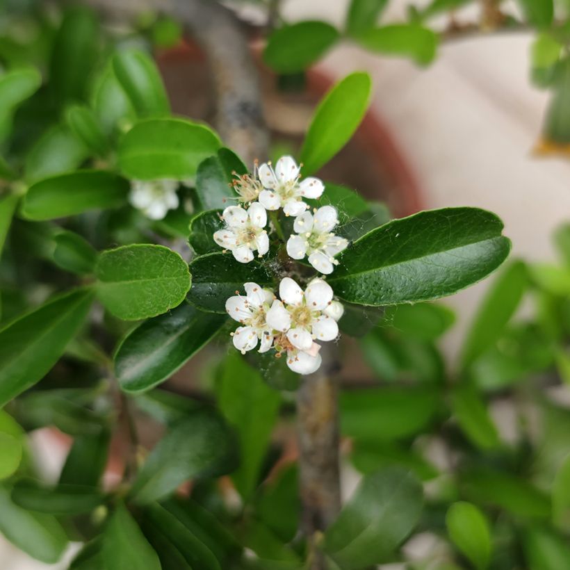 Espino de espolones​ - Crataegus crus-galli (Floración)