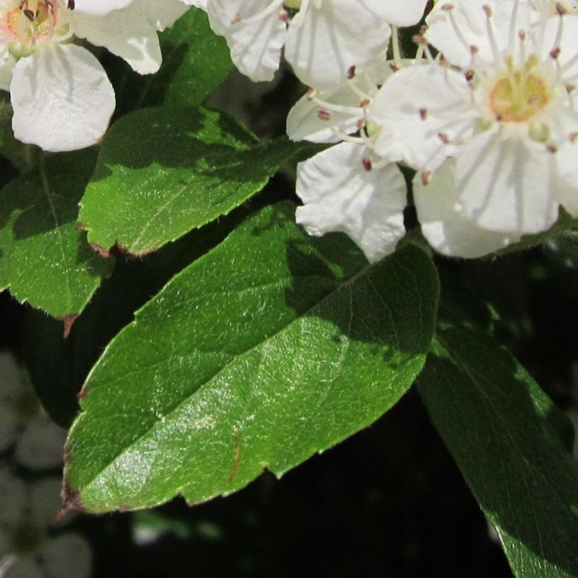 Crataegus grignonensis - Espino (Follaje)