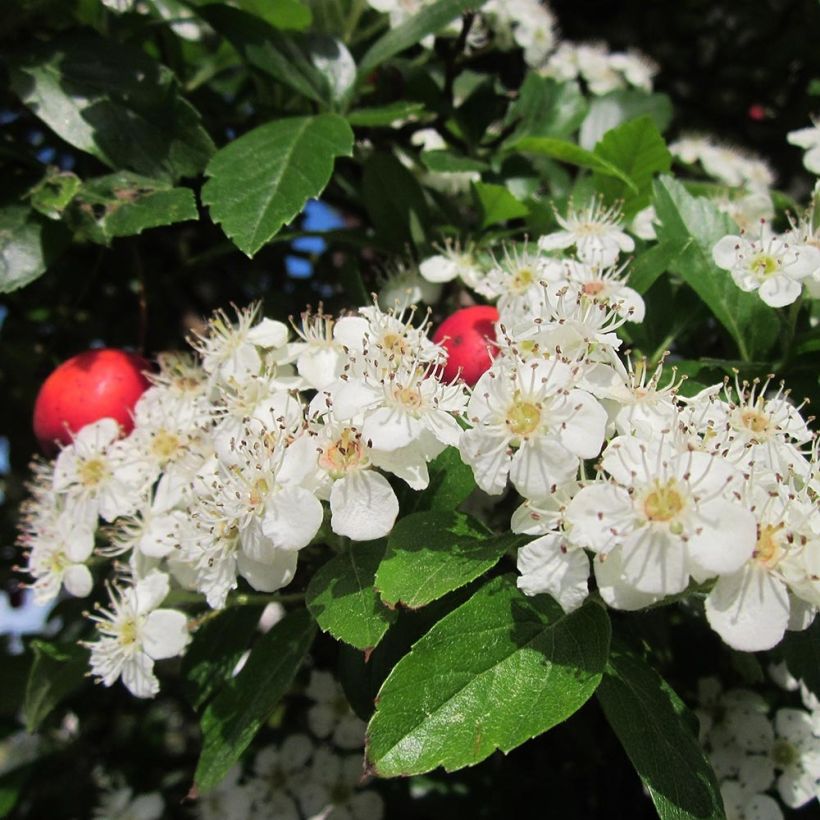 Crataegus grignonensis - Espino (Floración)