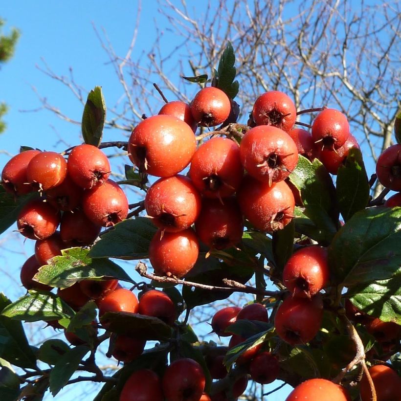 Crataegus grignonensis - Espino (Cosecha)