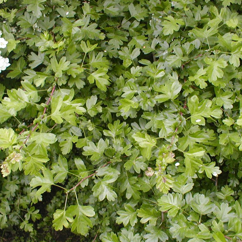 Espino blanco - Crataegus laevigata (Follaje)