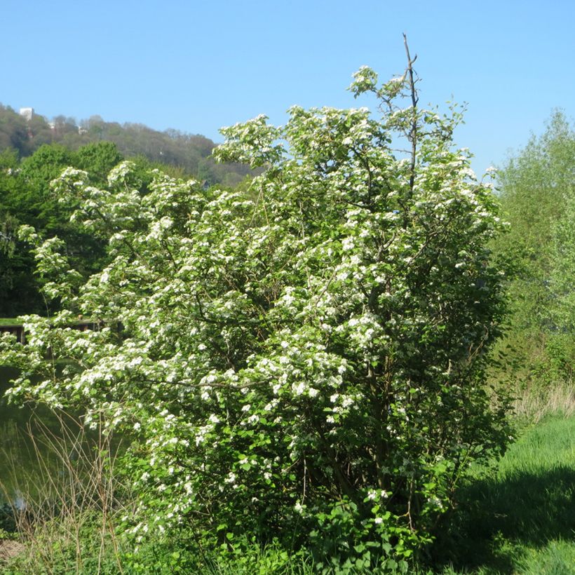 Espino blanco - Crataegus laevigata (Porte)