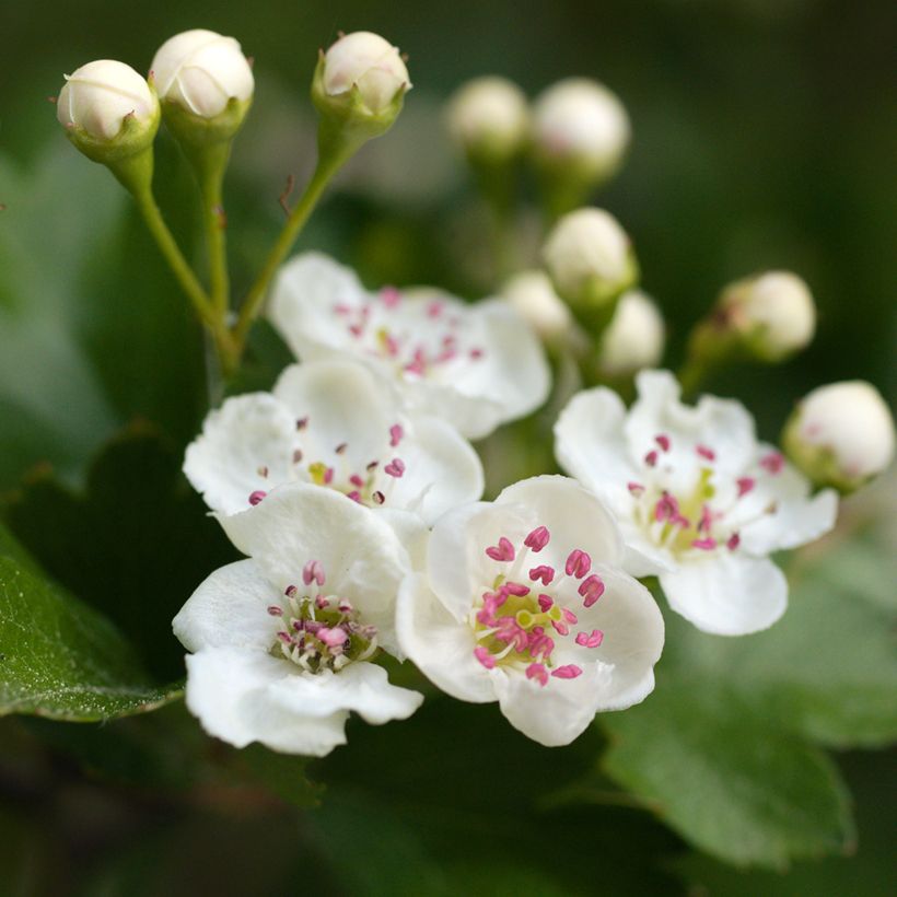 Espino blanco - Crataegus laevigata Auriculata (Floración)