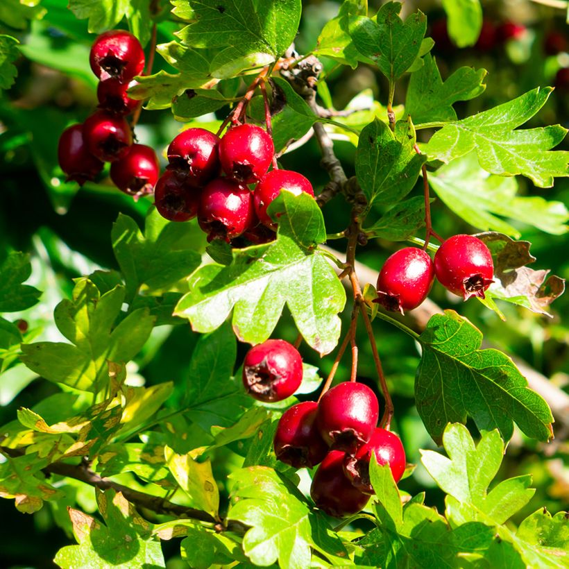 Espino blanco - Crataegus laevigata Auriculata (Cosecha)