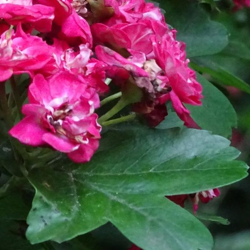 Espino blanco - Crataegus laevigata Rosea Flore Pleno (Follaje)