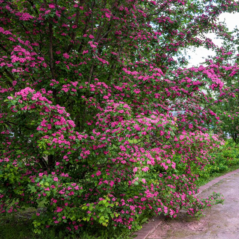 Espino blanco - Crataegus laevigata Rosea Flore Pleno (Porte)