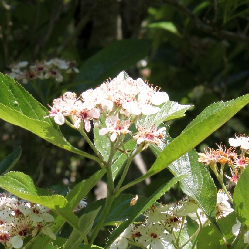 Espino - Crataegus lavallei Carrierei (Floración)