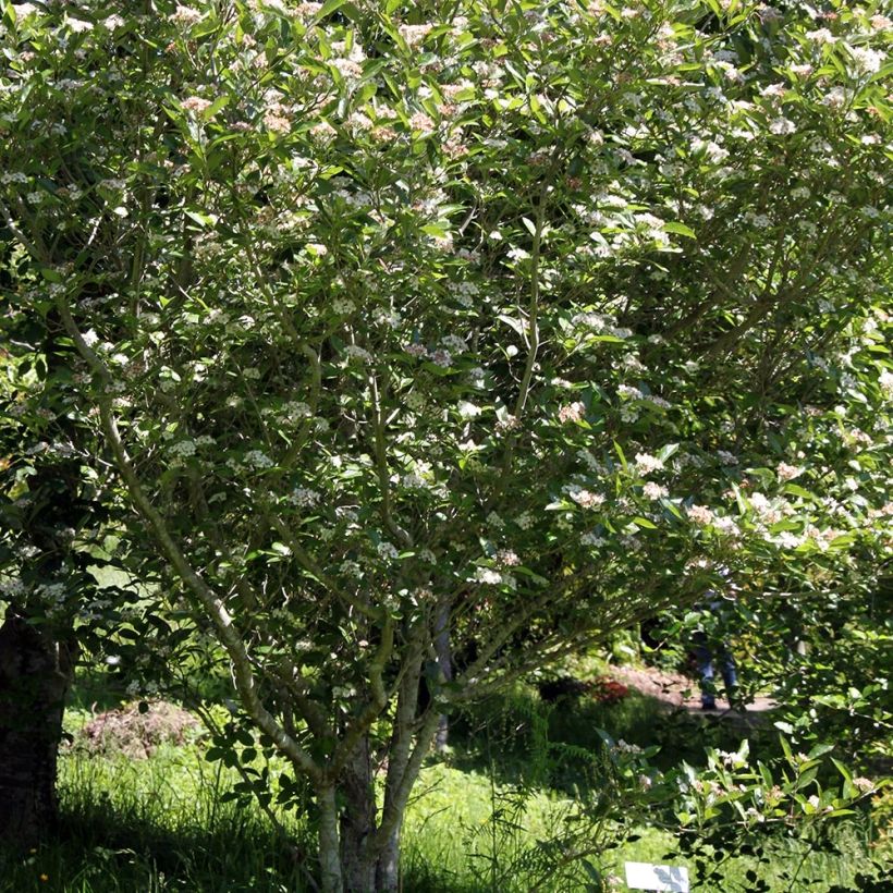 Espino - Crataegus lavallei Carrierei (Porte)